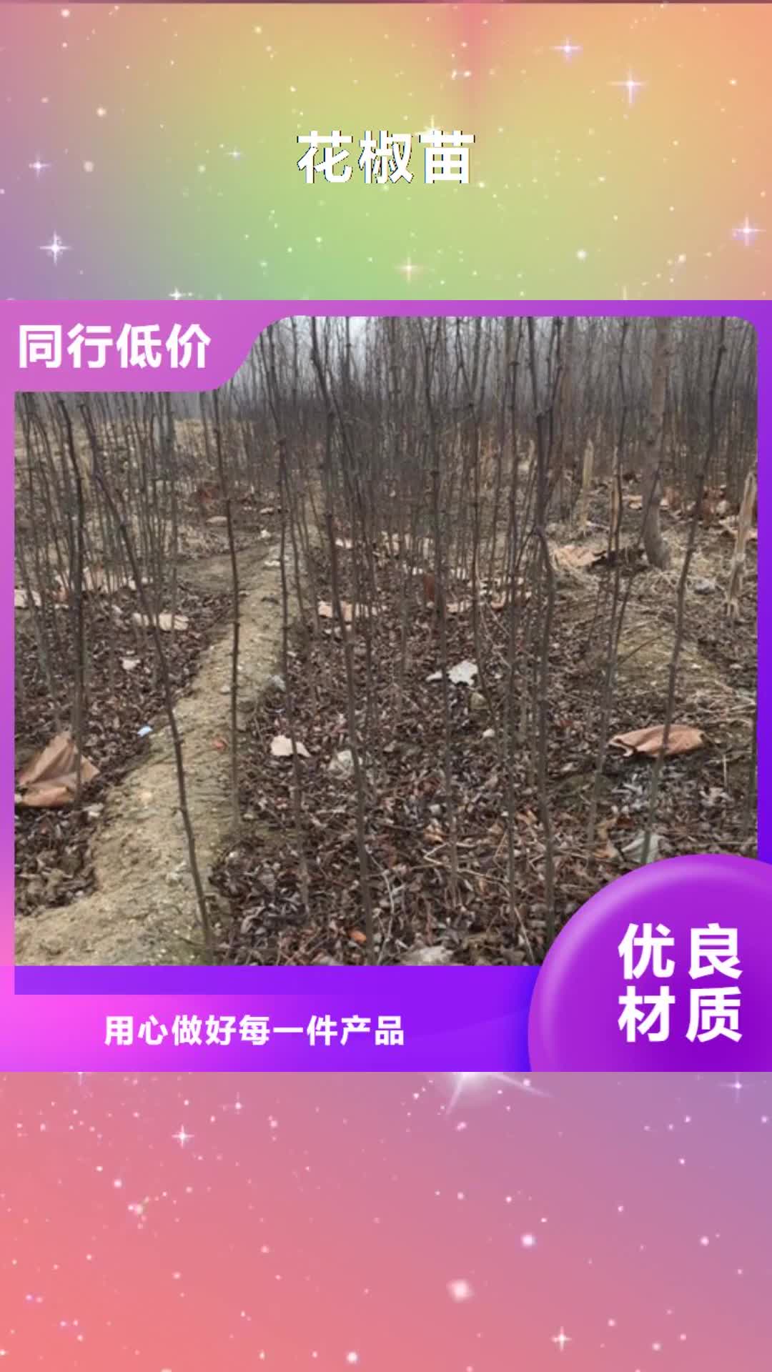 毕节【花椒苗】-蓝莓苗货到付款