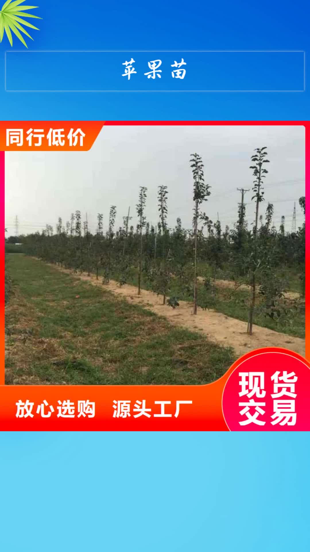 【乐山 苹果苗 桃树苗多年行业经验】