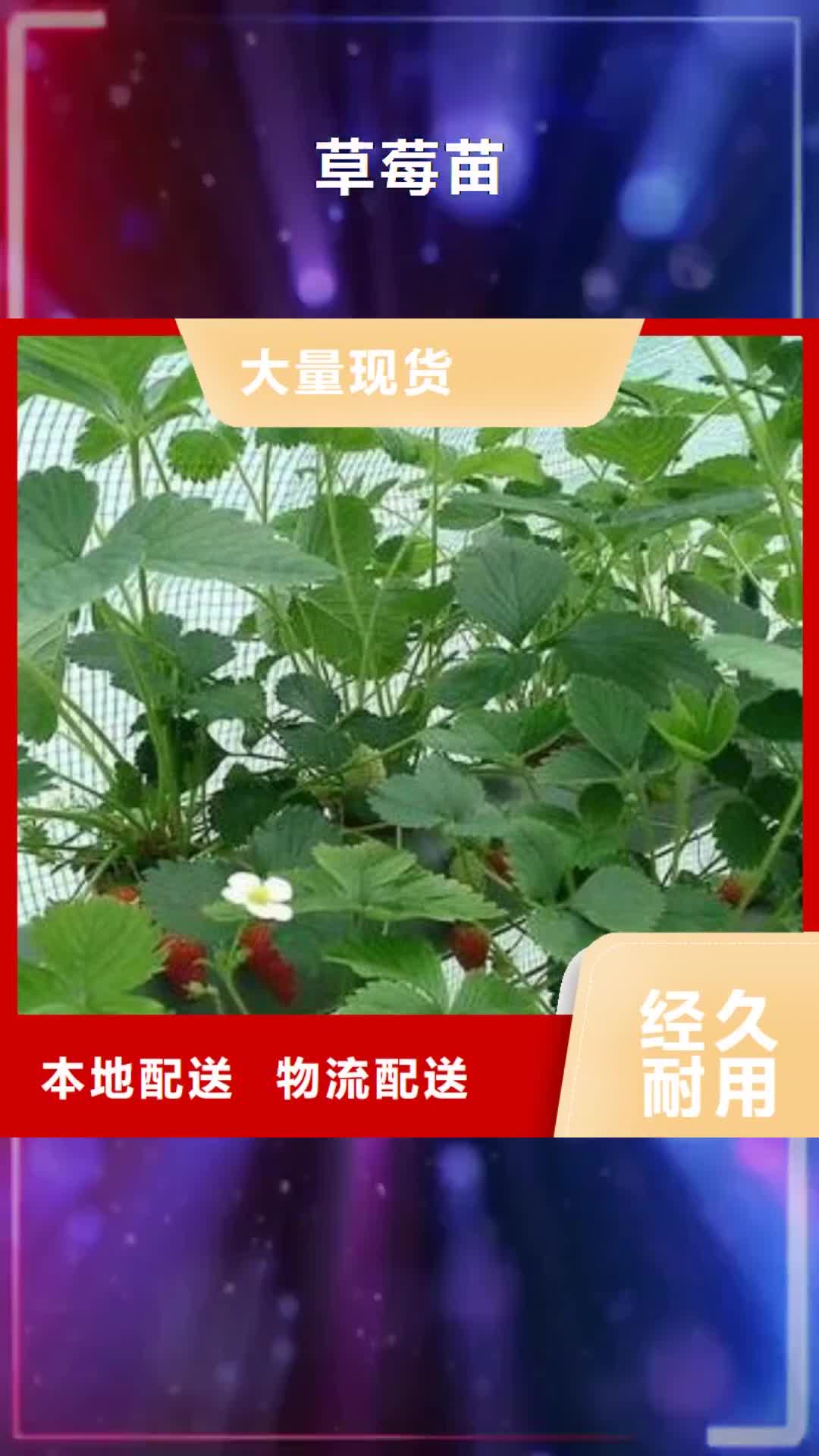 荆州 草莓苗_【梨树苗】以质量求生存