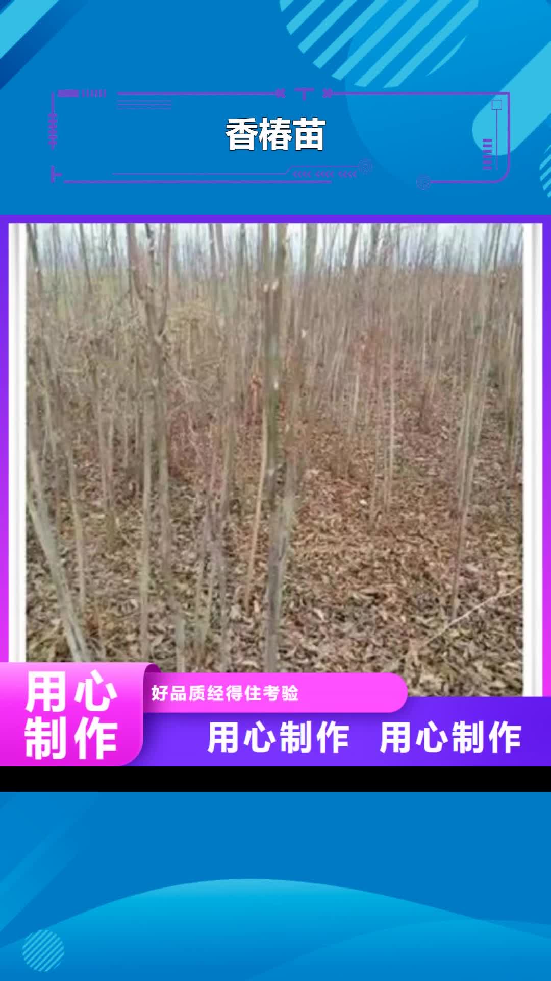 【潮州 香椿苗-梨树苗厂家规格全】