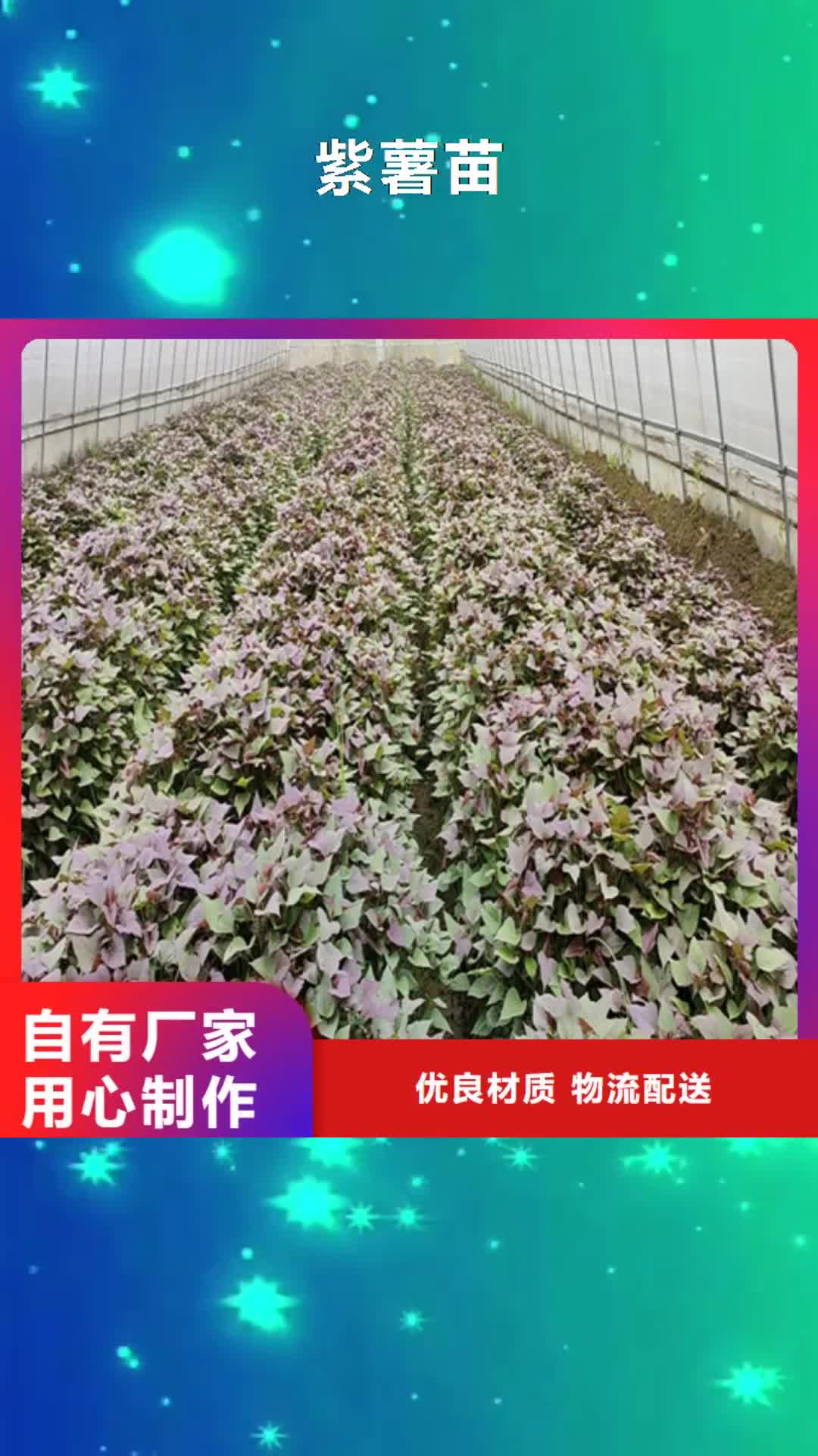 荆州【紫薯苗】 胡萝卜粉多种规格供您选择