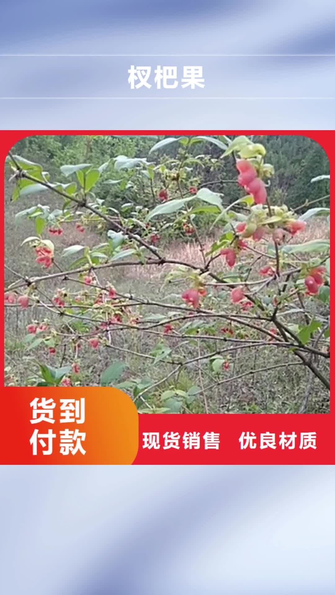 云南 杈杷果_【无花果苗】品质过硬