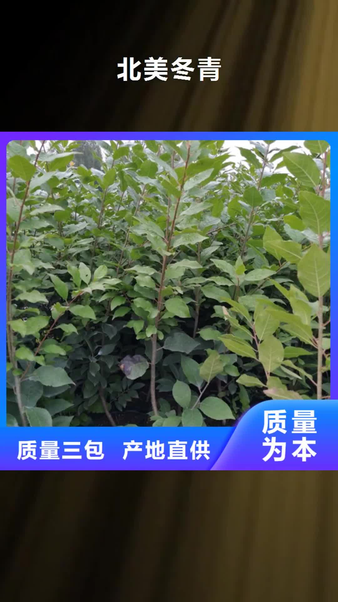 乌鲁木齐 北美冬青_【苹果苗】用心做好每一件产品