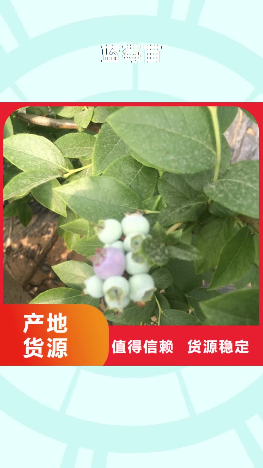 临汾 蓝莓苗,【苹果苗】细节决定品质