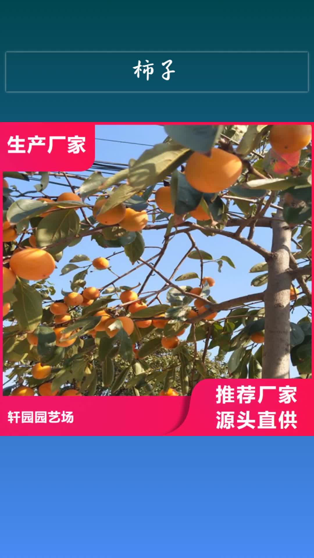 广元【柿子】 石榴树工艺成熟