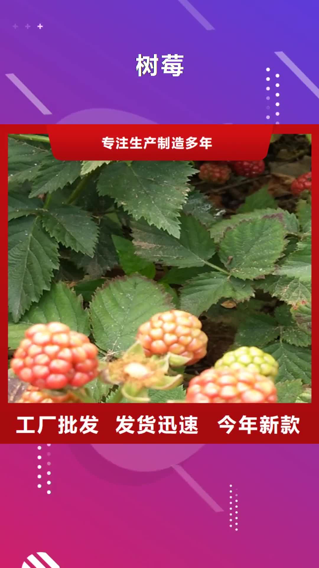 【青岛 树莓,梨树苗品质保证实力见证】