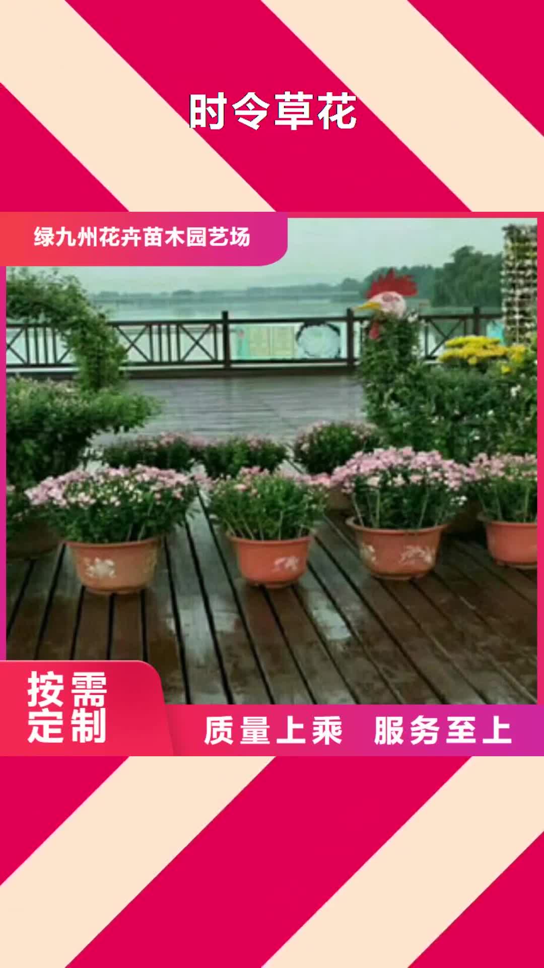 安康【时令草花】 水生植物/荷花睡莲用心做品质