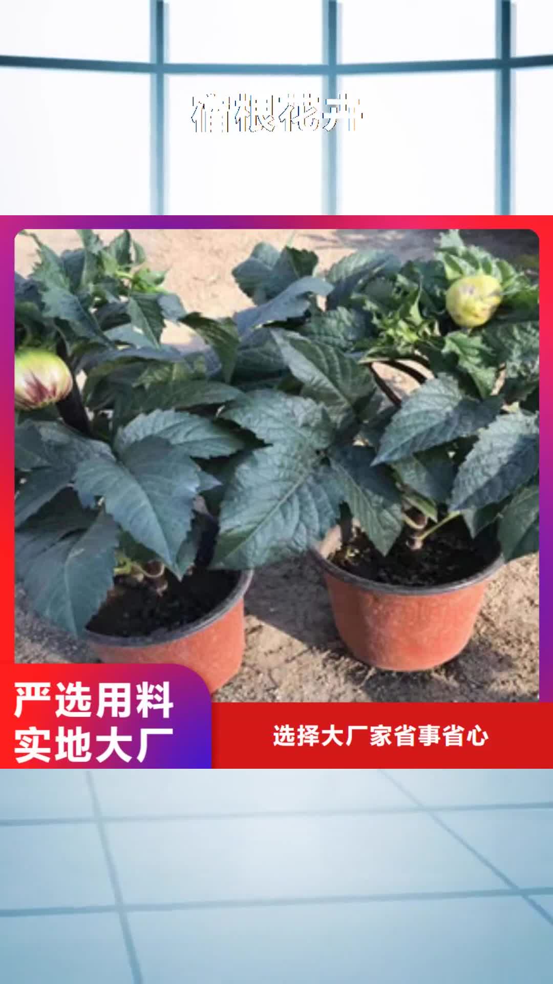 【锡林郭勒 宿根花卉-水生植物/荷花睡莲工艺成熟】