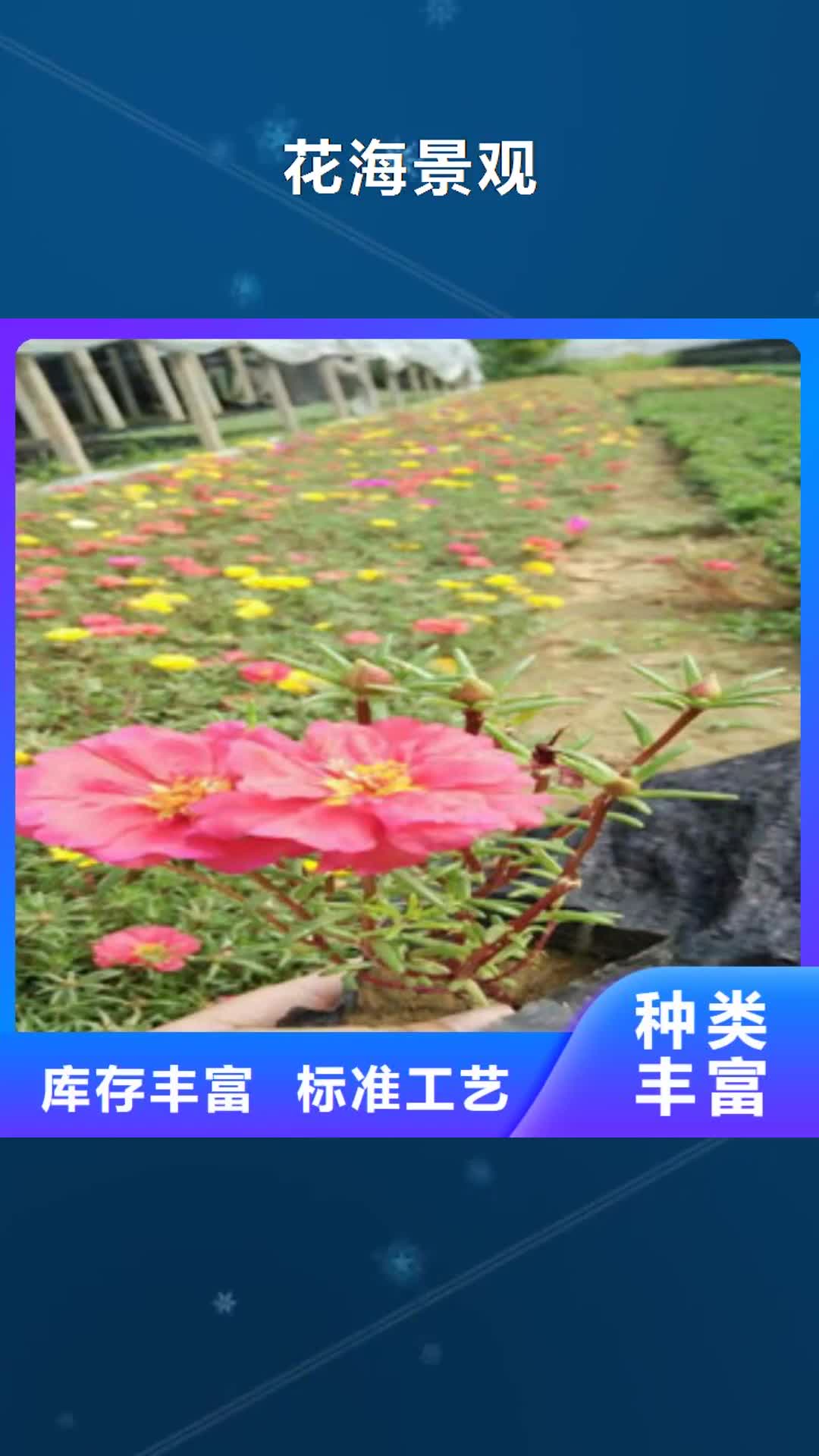 【汕尾 花海景观鲁冰花/粉黛乱子草工艺成熟】