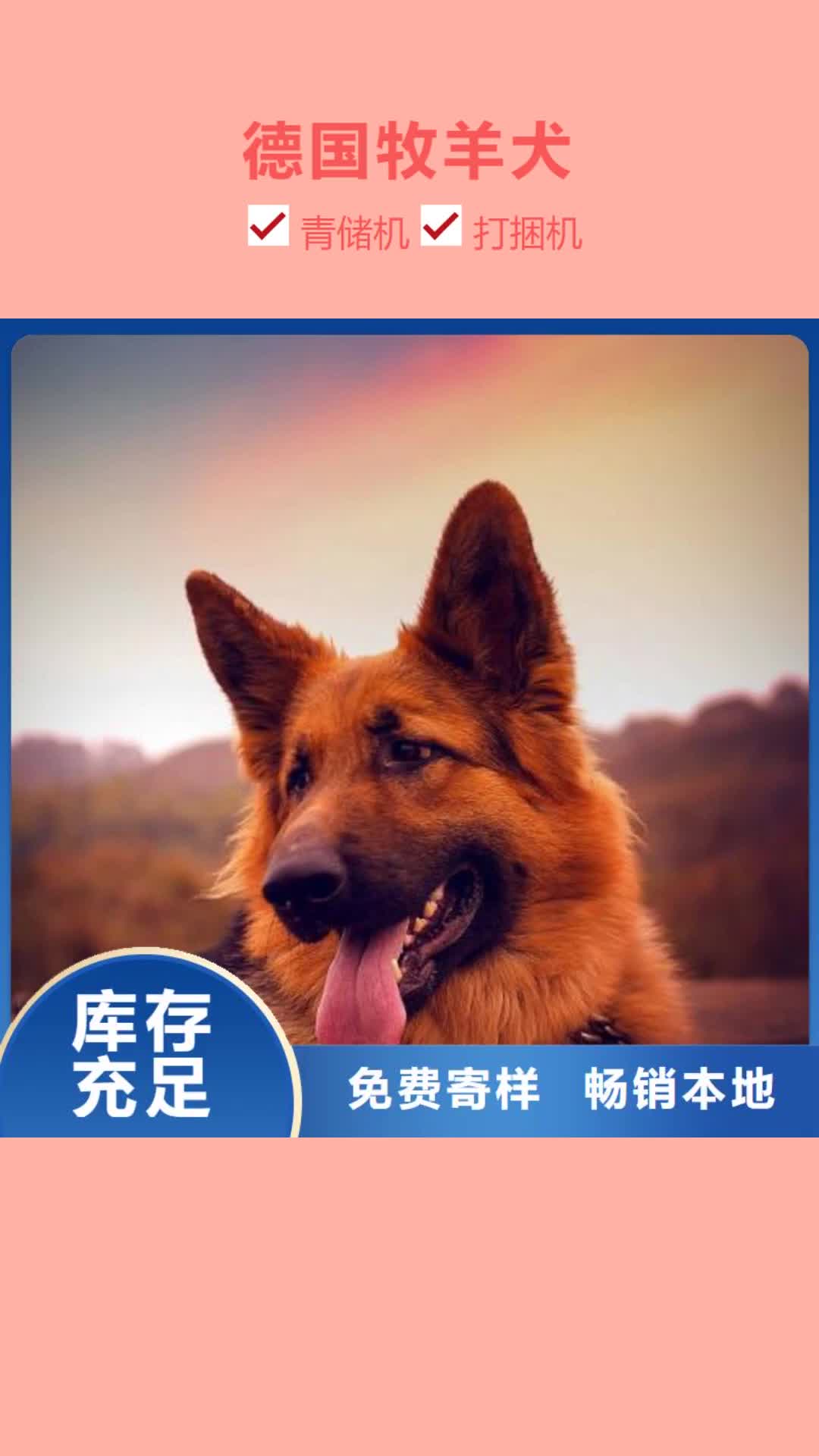 张掖 德国牧羊犬【马犬】免费获取报价