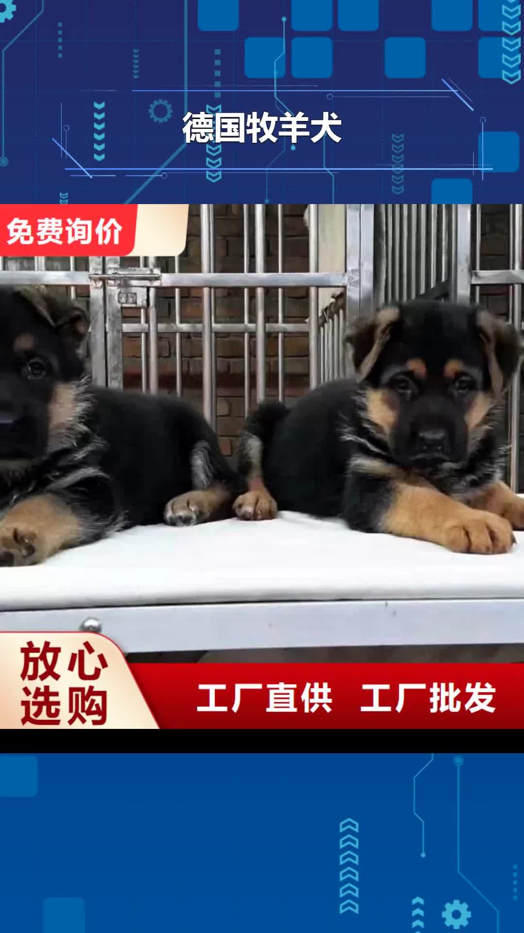 黄山【德国牧羊犬】马犬多种规格库存充足